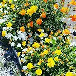 Di Campagna * ונטורינה טרמה