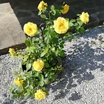 Di Campagna * ונטורינה טרמה