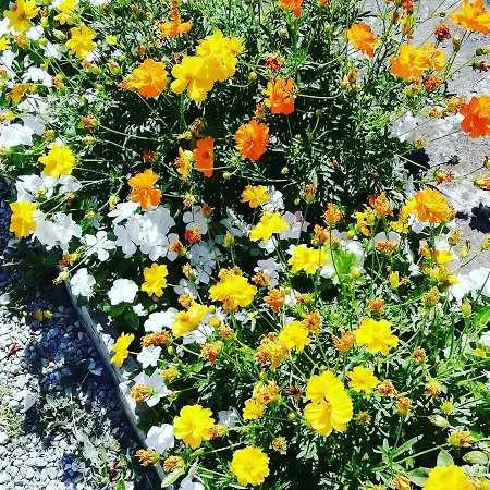 Di Campagna * Venturina Terme