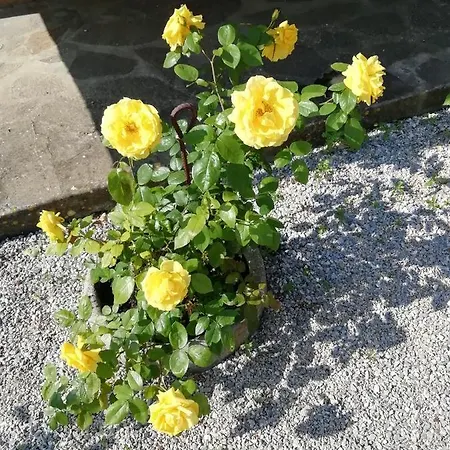 Di Campagna * Venturina Terme